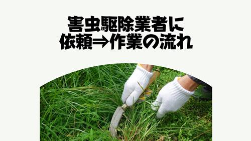 害虫駆除業者への依頼から作業の流れ